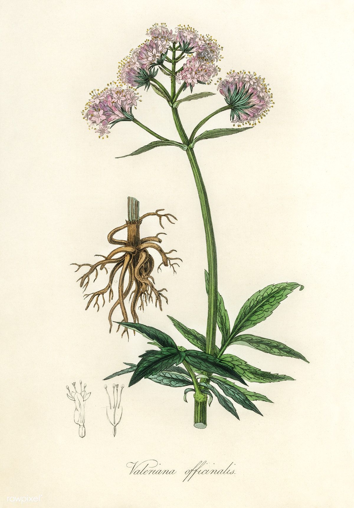 valerian root